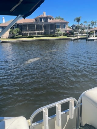 Tarpon Springs Intercoastal Trip