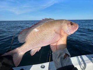 Gulfstream Trolling & Bottom Fish