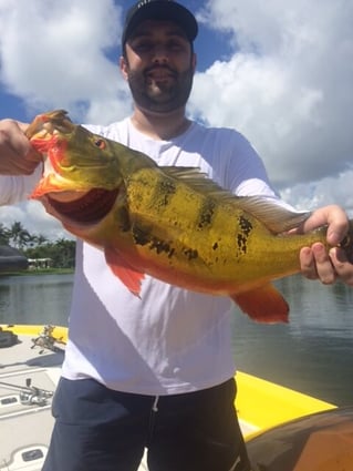 Peacock Bass Fishing in Fort Lauderdale, Florida