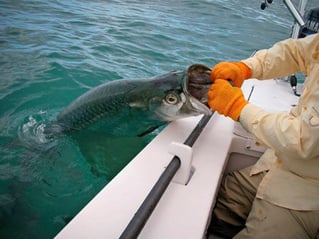 Tarpon Fishing in Cudjoe Key, Florida