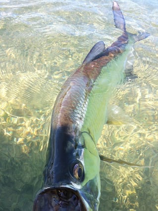 Tarpon Fishing in Cudjoe Key, Florida