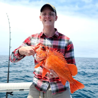 Rockfish Fishing in San Diego, California