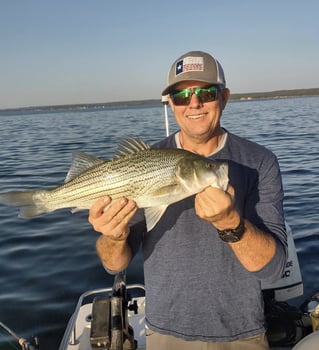 Hybrid Striped Bass Fishing in Runaway Bay, Texas