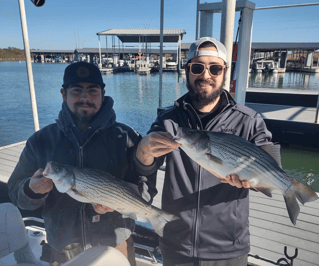 Hybrid Striped Bass Fishing in Runaway Bay, Texas