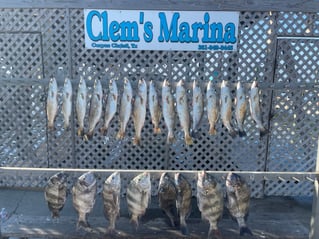 Black Drum, Sheepshead, Speckled Trout Fishing in Corpus Christi, Texas