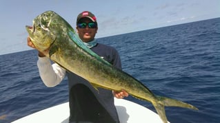 Mahi Mahi Fishing in Key West, Florida