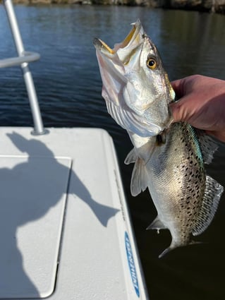 North Topsail Inshore Trip