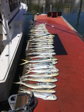 Mahi Mahi Fishing in Punta Cana, Dominican Republic