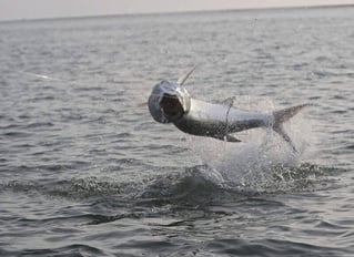 Tarpon Fishing in Placida, Florida