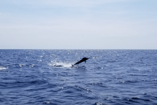 Cabo Trophy Fishing