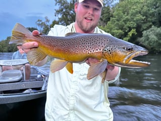 Tailwater Trout