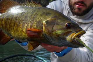 Tailwater Trout