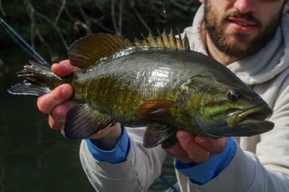 Tailwater Trout