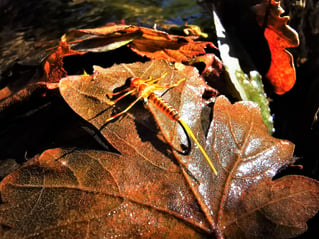 Fly Fishing the South of France