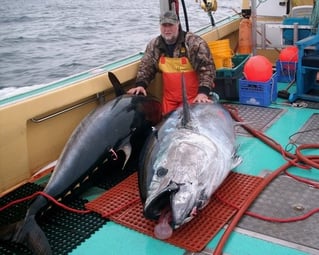 Yellowfin Tuna Fishing in Canso, Canada