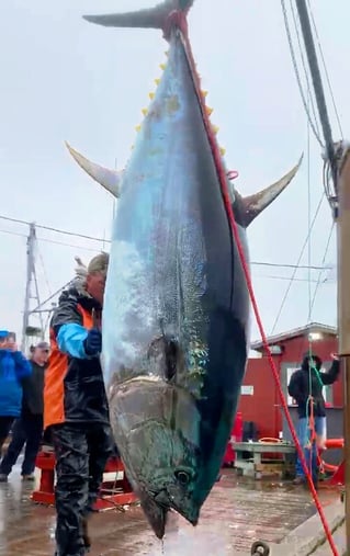 Yellowfin Tuna Fishing in Canso, Canada