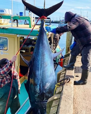 Yellowfin Tuna Fishing in Canso, Canada