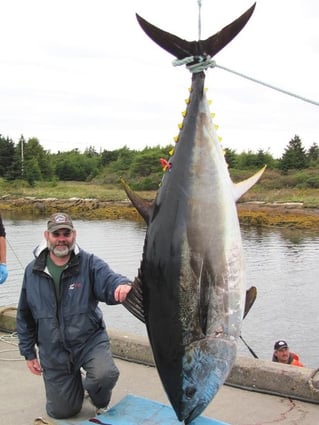 Yellowfin Tuna Fishing in Canso, Canada