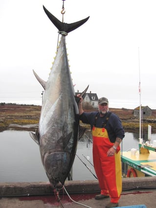 Yellowfin Tuna Fishing in Canso, Canada