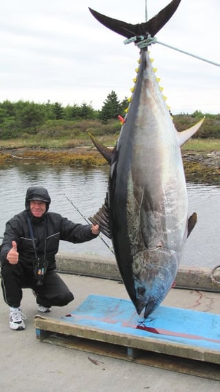 Yellowfin Tuna Fishing in Canso, Canada