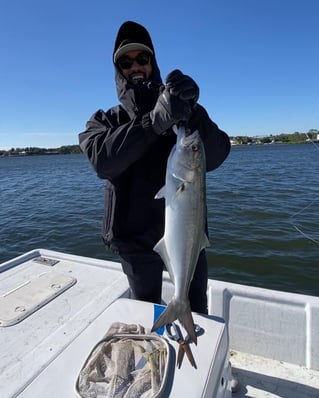 Loxahatchee River Snook