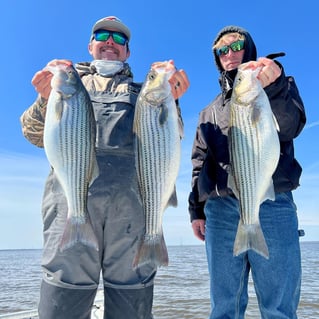 Striped Bass Fishing in Manteo, North Carolina