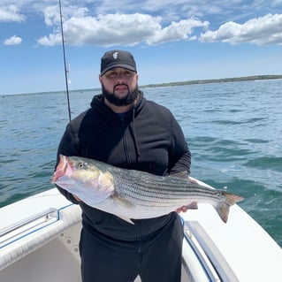 Striped Bass Fishing in Bourne, Massachusetts