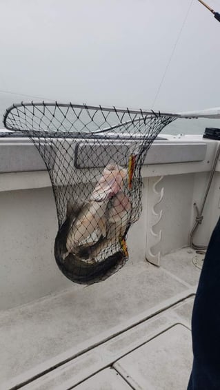 Lake Erie Caster - 37' Pace