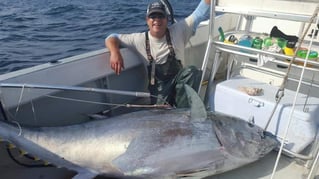 Bluefin on the Surf