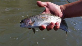 Crooked River Fly Fishing