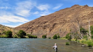 Deschutes River Rainbows and Steelhead