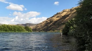 Deschutes River Rainbows and Steelhead