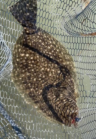 Flounder Fishing in Port O'Connor, Texas