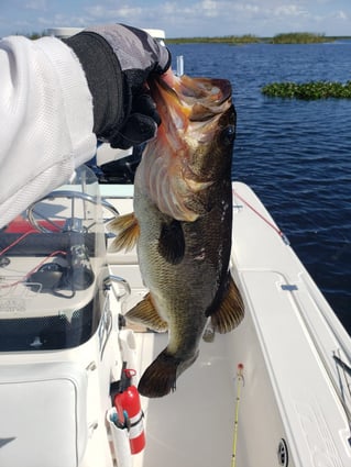 South Florida Freshwater