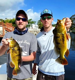 Peacock Bass Trophy Hunt