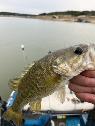 Limited offer 4 hours this week Austin, TX Bass Fishing