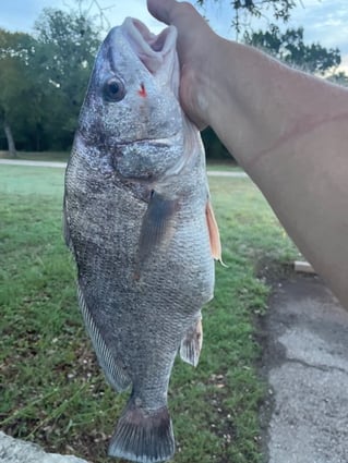 Austin, TX Bass Fishing