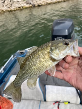 Limited offer 4 hours this week Austin, TX Bass Fishing