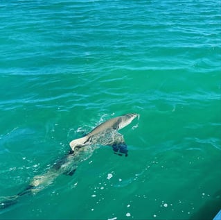 Key West Mangroves Fishing