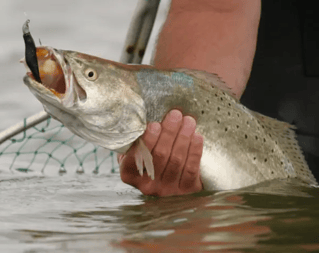 Corpus Bay Fishing Adventure