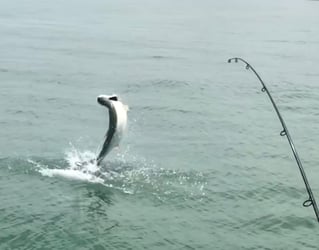 Tarpon Fishing