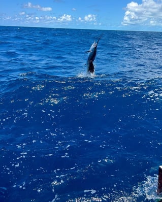 1/2 Day Key West Sportfishing