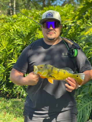 Shoreline Peacock Bass Fishing