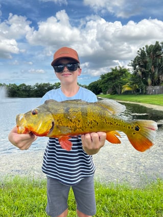 Shoreline Peacock Bass Fishing Charter