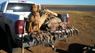 High Plains Duck Hunts