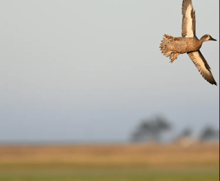 High Plains Duck Hunts