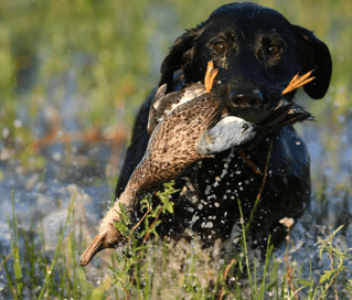 High Plains Duck Hunts