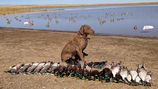 High Plains Duck Hunts