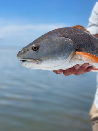 Fly Fishing East & West Matagorda Bay