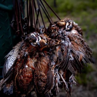 Bobwhite Quail Hunting Adventure